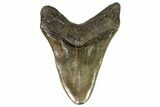Serrated, Fossil Megalodon Tooth - Glossy Enamel #107289-2